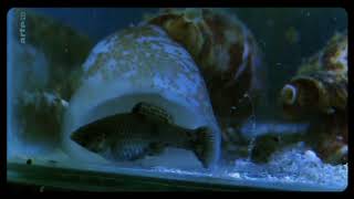 Cone Snail Eats Fish [upl. by Jaye]