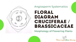 Cruciferae or Brassicaceae Floral Diagram I Morphology of Flowering Plants [upl. by Finnigan244]