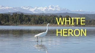 White Heron at New Zealands Okarito Lagoon [upl. by Ennayelsel656]