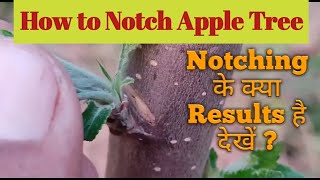 Notching a Apple Tree  How to Notch a Fruit Tree [upl. by Kass]