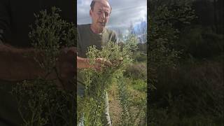 Invasive Guernsey Fleabane conyza canariensis invasivespecies gardening permaculture herbs [upl. by Lebam]