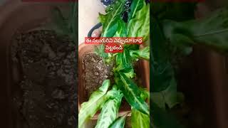 నీ తల్లినీ చెల్లినీ భార్యనీ కూతురినిSD vlogs and sd plantssubscribeyoutubeshortslikecomment [upl. by Enilecram]