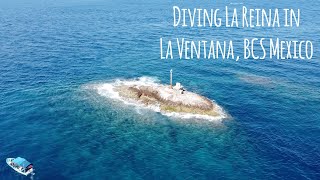 Scuba Diving at La Reina in La Ventana BCS Mexico  4K 🎵 Wizard of Love  Blondish [upl. by Danialah]