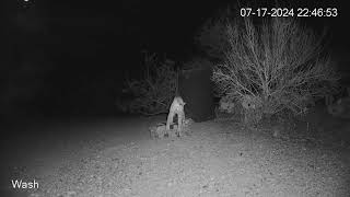 Whos the Night Bird Squawking at Niño the Bobcat [upl. by Onaivatco]