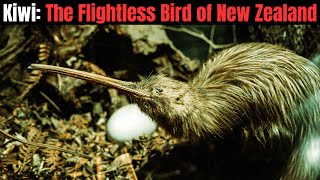 Kiwi  The Flightless Bird of New Zealand [upl. by Seadon]