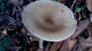 Gigantic Mushrooms or Fungi in Bishops Trail in Fraser Hill Pahang Malaysia [upl. by Allemac]