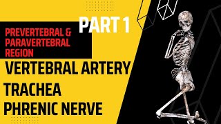 Prevertebral amp Paravertebral region Part 1  Phrenic nerve  vertebral anatomy mbbs lecture [upl. by Haukom846]