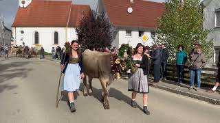 Viehscheid in Oberschönegg 2024 mit der Alpe Gunzesried [upl. by Jacinta]