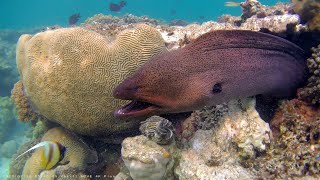 WADI LAHMY AZUR mureny w lagunie 4K lipiec 2022 Moray in the lagoons 4K july 2022 [upl. by Alludba]