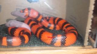 Honduran Milk Snake Feed [upl. by Harlene143]