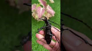 Giant longhorned beetle [upl. by Hedwig]