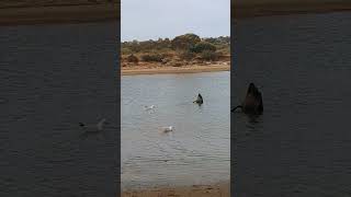 Onkaparinga river behind Jubilee Park Adelaide Australia riverside swans [upl. by Laucsap479]