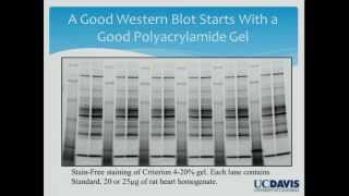 Can We Trust Western Blots [upl. by Annahoj]