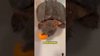 If a Snapping Turtle Bites You 😨 shorts viral [upl. by Nitnilc]