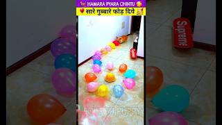 कुत्ते ने गुब्बारे फोड़े 🐕 Popping Balloons 🎈 puppy with balloons balloonpopping cutedog [upl. by Dalohcin]