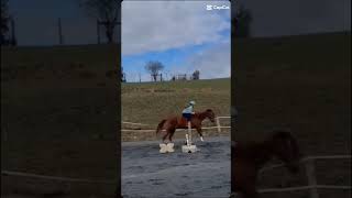 jumpinglife quarterhorses crossrail cantering [upl. by Ydollem]