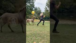 Donkey Mayhem Nibble and Chase Madness 😂🐴 MyPetsie [upl. by Elyn976]