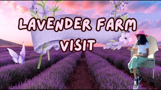 Picking your own fresh lavender at Lavender Farm amp Facts [upl. by Neff]