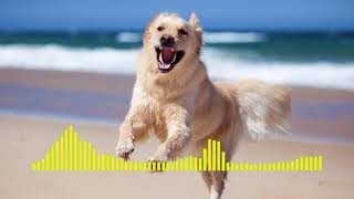 Dog Barking  Ringtone short [upl. by Ayrotal630]