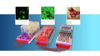 Netherlands Organs on Chip Initiative [upl. by Avram]