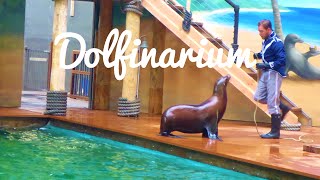 Dolfinarium Harderwijk  spetterende dolfijnenshow [upl. by Alliw]