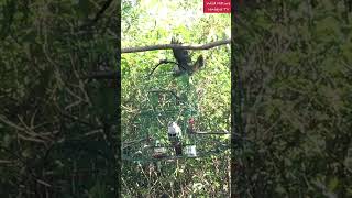 Rapid Double Catch On BlackChinned Fruit Dove HagumhumPogngan On Rescue 90 [upl. by Teri767]