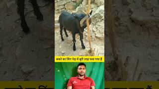 बकरे का सिंग पेड़ में बुरी तरह फस गया हैं 😭🤔 shorts goat goatshorts shortvideo viralvideo [upl. by Bate]