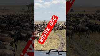 Yabani sığırların her yıl tekrarladığı büyük göç afrika kenya travel animals masaimara göç at [upl. by Eulalie]