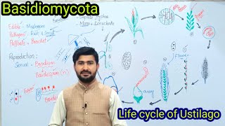 86 Basidiomycota  Life cycle of ustilago Loose smut of Wheat  Fsc biology class 11 [upl. by Neona]