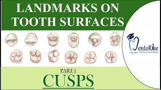 Landmarks on tooth surfaces Part1 CUSPS  Dental Terminology  Tooth landmarks  Dental Anatomy [upl. by Mast451]