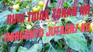 Tanaman Termahal Harganya jutaan kg tomat polinasi [upl. by Ahsiket]