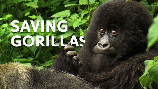 Saving Critically Endangered Gorillas [upl. by Ahsanat824]