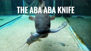 The Aba Aba Knifefish  Live feeders  The last 2 catfish in stock [upl. by Dominga]