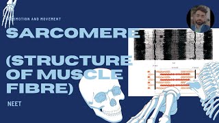 Structure of muscle fibre myofibril sarcomere neetug [upl. by Neleb]