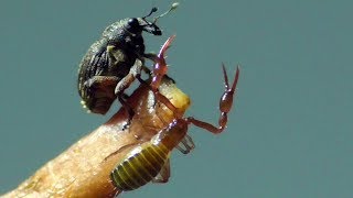 Pseudoscorpion Dohr Eifel Germany 8112018 [upl. by Cooe116]