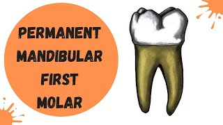 Permanent Mandibular First Molar  Dental Anatomy [upl. by Bevon943]