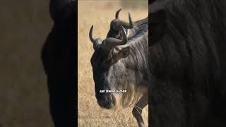 The Epic Wildebeest Migration in Africa [upl. by Adnerb]