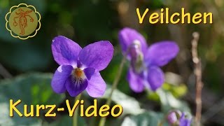 Heilpflanze Veilchen  KurzVideo [upl. by Edmon]