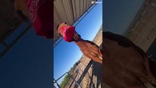 he did not like the bandanna 😭fypシ゚viral subscribe ilovemyhorse [upl. by Laemaj560]