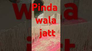 Pinda wale jatt [upl. by Anaihs]