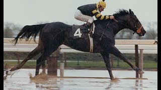 Seattle Slew  Full Documentary [upl. by Delahk824]