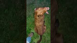 Chesapeake Bay Retriever Perfect Release [upl. by Anavahs]