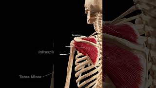 💪 The Rotator Cuff Your Shoulder’s Unsung Hero 💪 anatomy [upl. by Ylro]