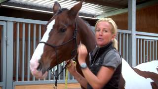 How to Measure a Horses Head [upl. by Llij]