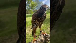 HARRIS’ HAWK shorts [upl. by Shandra]