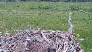 Bywyd Gwyllt Glaslyn Wildlife  Ffrwd Byw  Live Stream 2 [upl. by Trip]