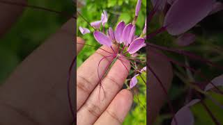 Cleome spinosa  summer flowering plant trending gardenflowerplants garden gardening plants [upl. by Assenaj]