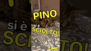 PINO si è SCIOLTO 😹 [upl. by Atnovart]