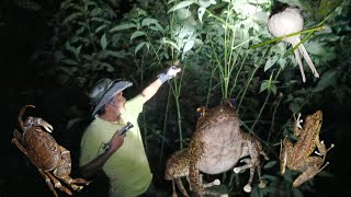 HUNTING FROGS AT NIGHT IN MOUNTAIN RIVER  catching frogs🐸🐸 [upl. by Arnelle]