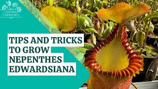 Tips and Tricks to Grow Nepenthes edwardsiana [upl. by Vitia]